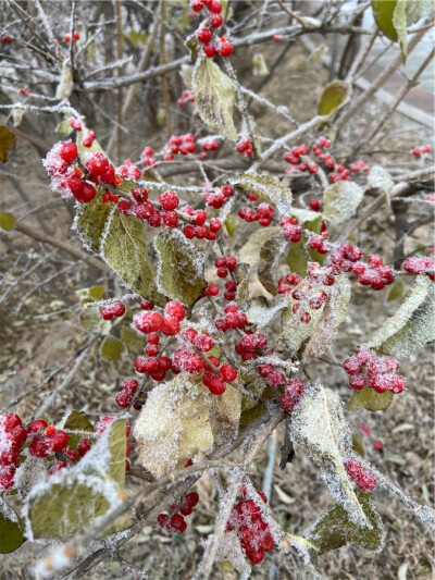 刘勇良手机纪实摄影：雪后红颜