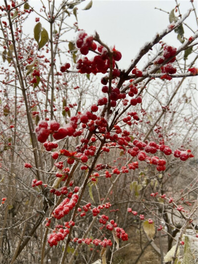 刘勇良手机纪实摄影：雪后红颜