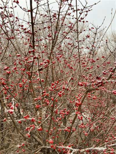 刘勇良手机纪实摄影：雪后红颜