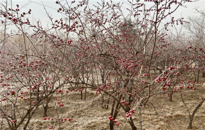 刘勇良手机纪实摄影：雪后红颜