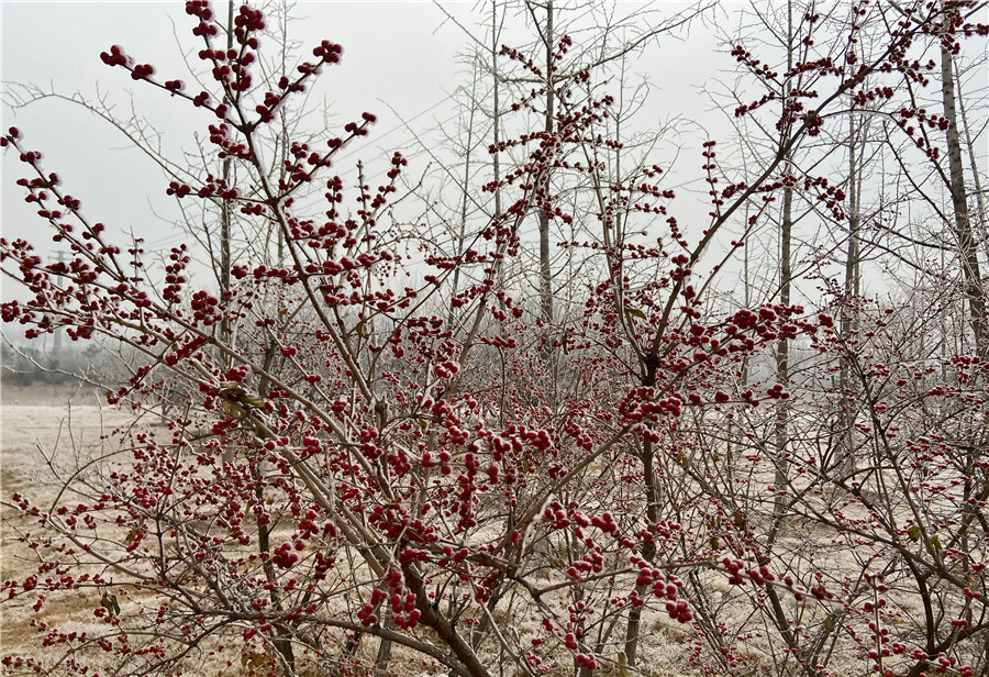 刘勇良手机纪实摄影：雪后红颜