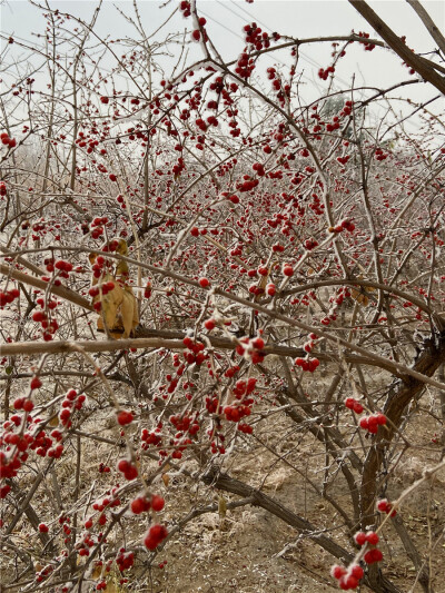 刘勇良手机纪实摄影：雪后红颜