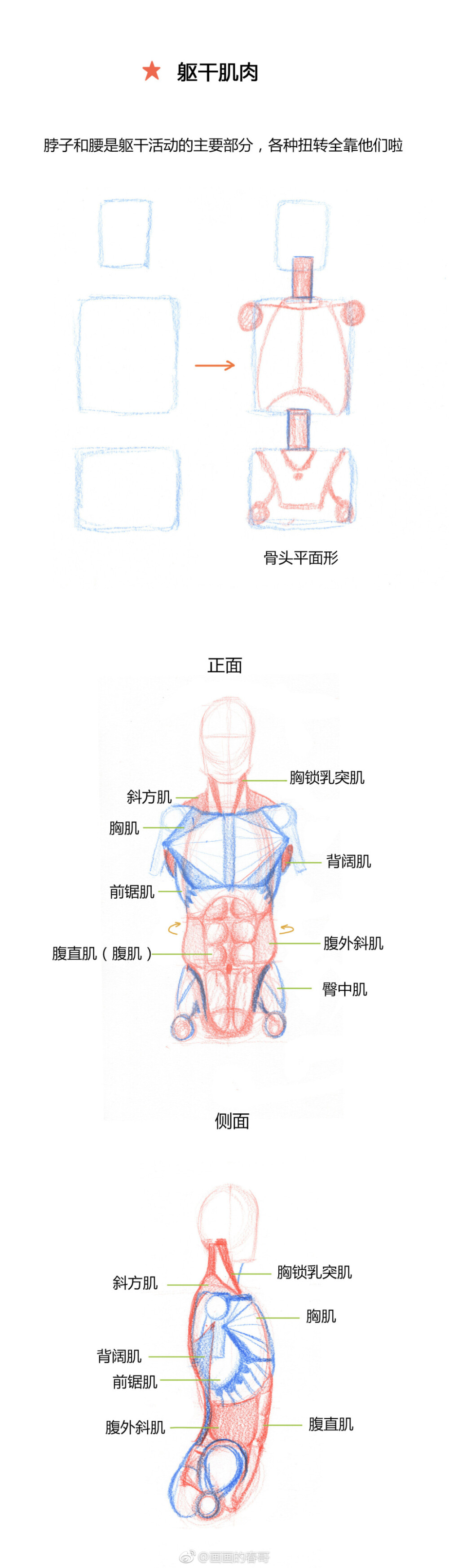 躯干