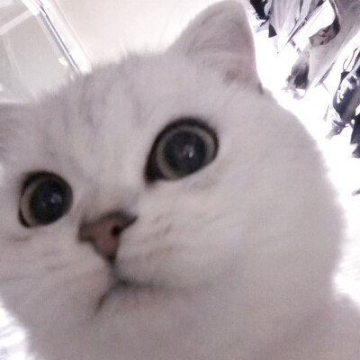 自截调 二传注明贺佳琪