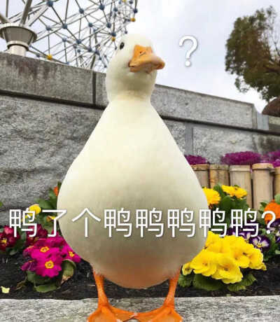 是表情包啊