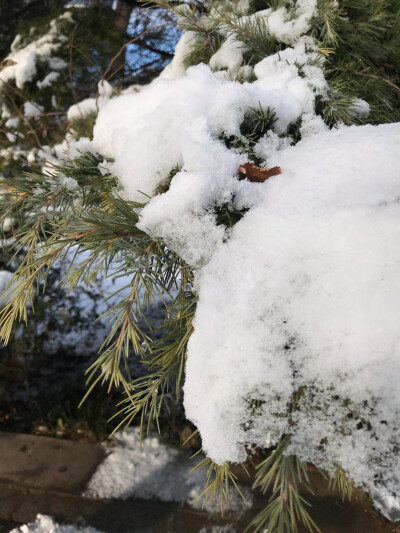 初雪