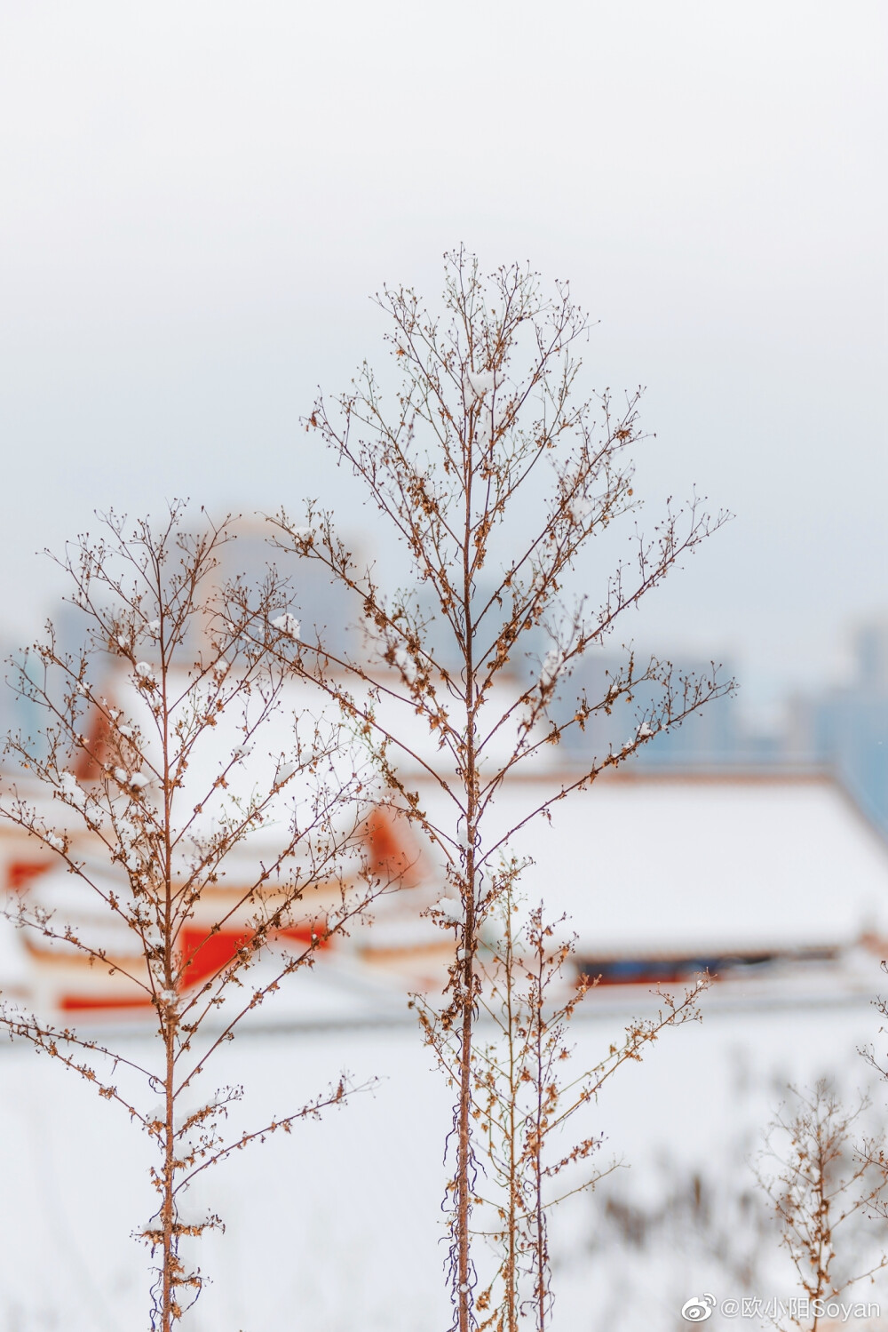 紅墻白雪