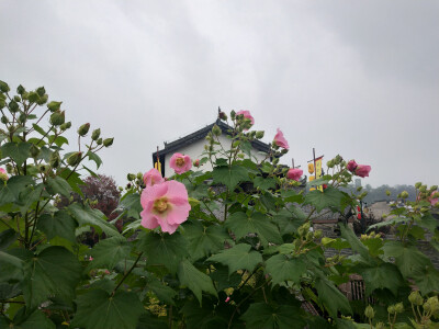 2018.10 南京安徽江西旅行 花朵植物
徽州古城 古城墙 木芙蓉