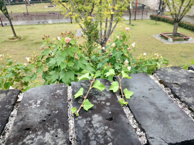 2018.10 南京安徽江西旅行 花朵植物
徽州古城 古城墙