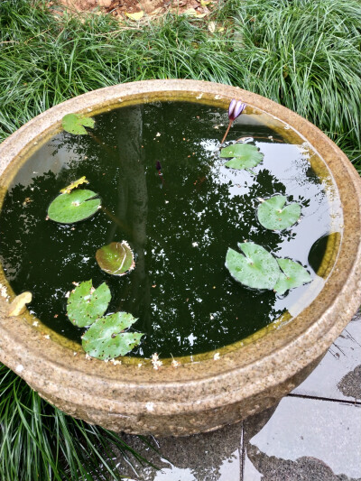 2018.10 南京安徽江西旅行 花朵植物
安徽歙县 徽商大宅院 睡莲