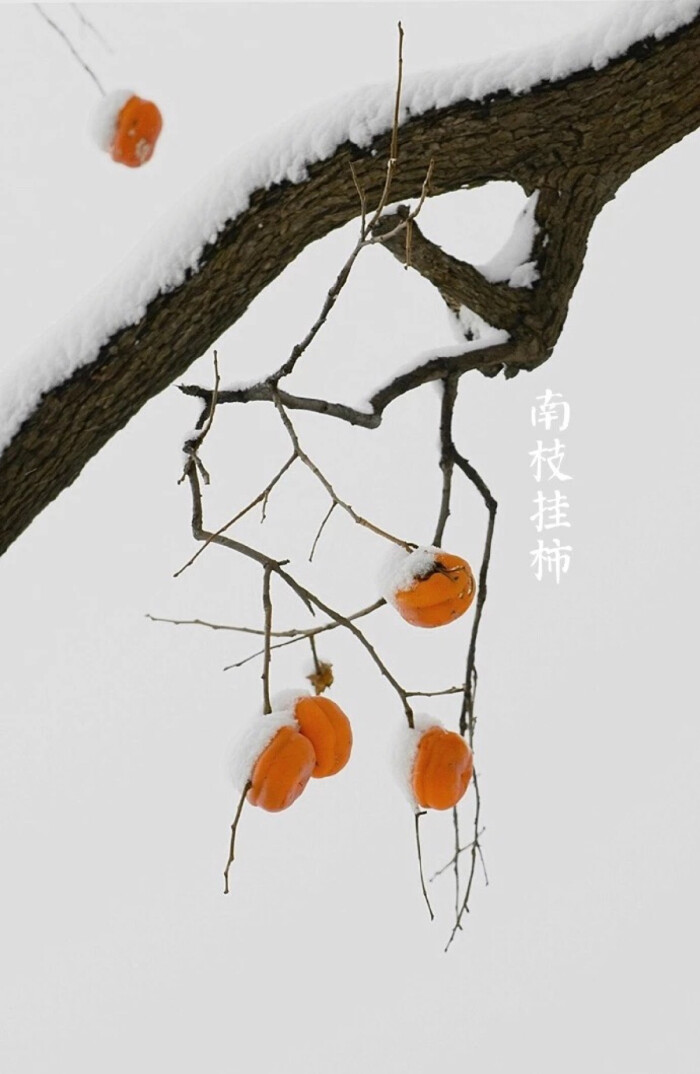 【中国节气：冬至】千鸟绝痕，寒谷阳生。临风雪舞，数九冲寒。南枝挂柿，窗外早梅。食饺暖心，羊汤驱寒，静体深眠。《月令七十二候集解》中记载：十一月中，终藏之气至此而极也。