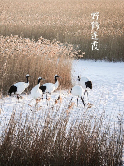 【中国节气：大雪】野鹤连霞，万物覆雪。呵气成霜，大雪封河。负暄赏雪，闻香寻梅。冬腊风腌，村酒浮香，围暖自得。古语说：大者，盛也，至此而雪盛。