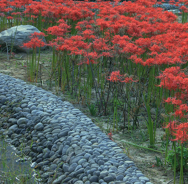 红花石蒜（学名：Lycoris radiata var. radiata）是石蒜的一个变种。多年生草本植物。地下茎肥厚。叶线形，于花期后自基部抽生。花葶高30-60厘米，伞形花序顶生，花鲜红，花筒较短，花被片狭倒披针形，向外翻卷，雄蕊及花柱伸出，姿态秀丽，花期7月~9月，盛开在七月，生长于夏日。性喜阴湿环境，怕强光直射，宜生长于疏松肥沃的沙壤土。分植鳞茎繁殖，通常3-4年分栽一次。
原产于中国和日本，世界各地广为栽培。是优良的宿根草本花卉，园林中常用作背阴处绿化，可作花坛或花径材料，亦是美丽的切花。鳞茎有毒，入药有催吐、祛痰、消肿、止痛之效。