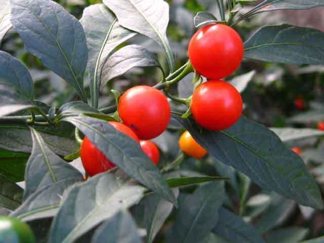 冬珊瑚，现名珊瑚豆(Solanum pseudocapsicum L. var. diflorum (Vell.) Bitter)。直立小灌木，多分枝成丛生状，作1-2年生栽培。株高30-60厘米。叶互生，狭长圆形至倒披针形。夏秋开花，花小，白色，腋生。浆果，深橙红色，圆球形，直径1-1.5厘米。花后结果，经久不落，可在枝头留存到春节以后。现如今栽培有矮生种，株形矮多分枝。浆果，种子小，果形为广椭圆球形，前端尖。
别名有:珊瑚樱、吉庆果、珊瑚子、珊瑚豆 、玉珊瑚、红珊瑚、野辣茄、野海椒、看樱桃、四季果。