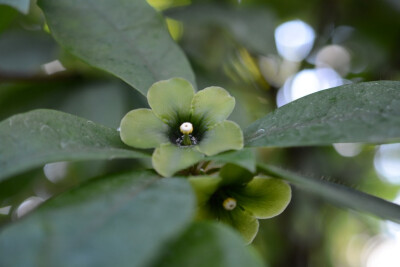 Deherainia smaragdina报春花科，绿萝桐属