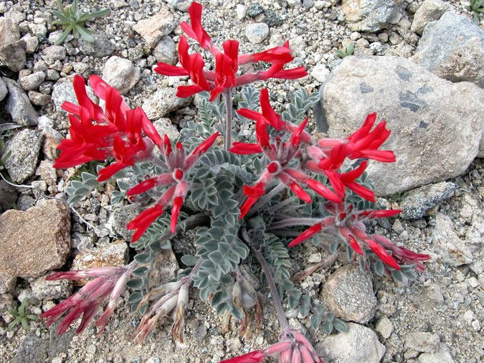 Astragalus coccineus黄芪属