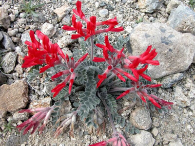 Astragalus coccineus黄芪属