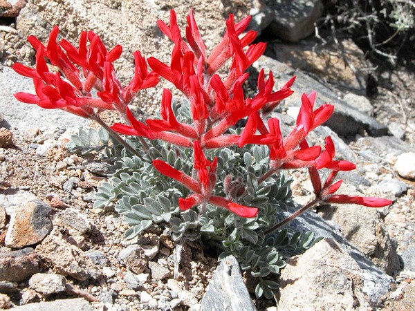 Astragalus coccineus黄芪属