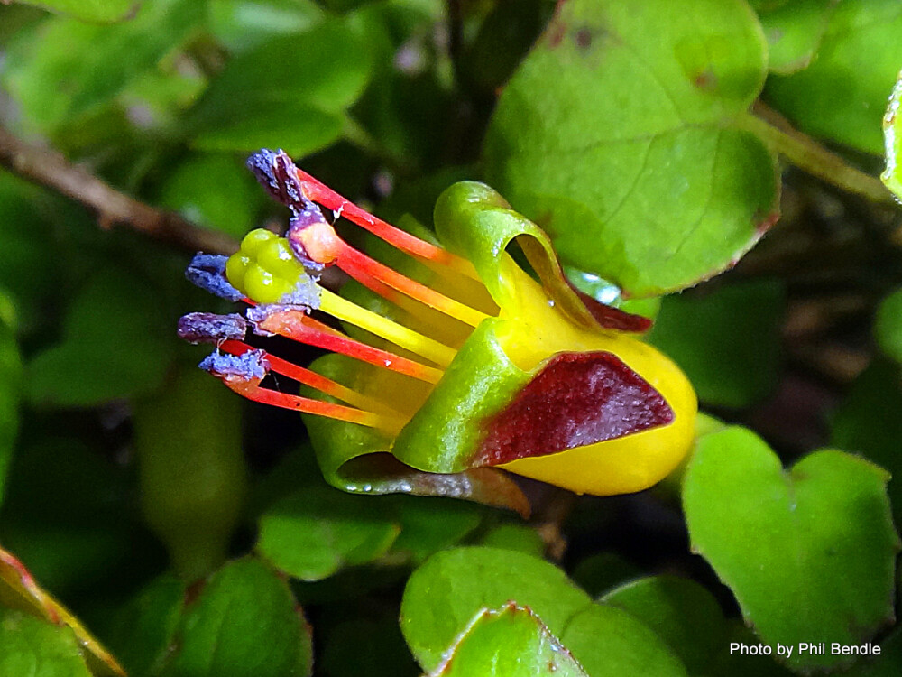 Fuchsia procumbens倒挂金钟属，匍枝金钟