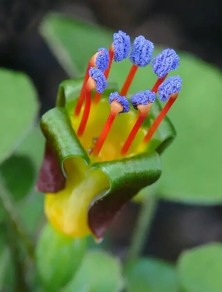 Fuchsia procumbens倒挂金钟属，匍枝金钟