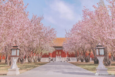 「春有百花冬有雪」。
文华殿，整个故宫最少女心的角落，海棠花在一场雪后由粉雕玉砌的红妆蜕变为素裹银妆。
摄影@刘顺儿妞
#故宫梦远##故宫花谱##恋上冬日# ​​​