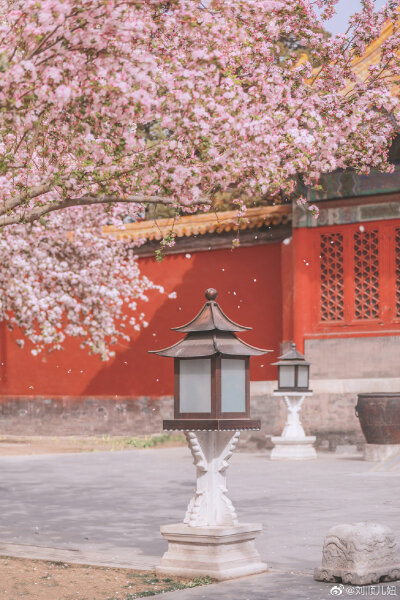 「春有百花冬有雪」。
文华殿，整个故宫最少女心的角落，海棠花在一场雪后由粉雕玉砌的红妆蜕变为素裹银妆。
摄影@刘顺儿妞
#故宫梦远##故宫花谱##恋上冬日# ​​​