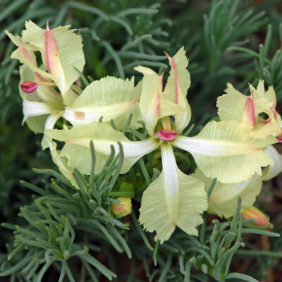  草海桐科，彩鸾花属 Lechenaultia macrantha 