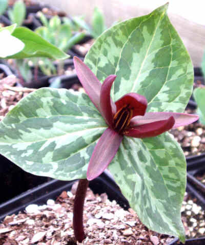 延龄草属Trillium recurvatum