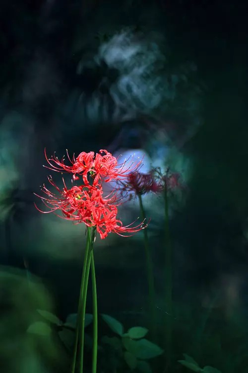 彼岸花（曼珠沙华）