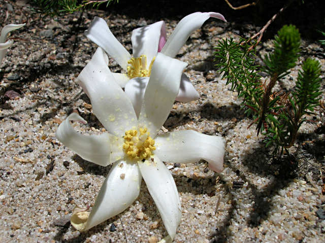 Gethyllis ciliaris