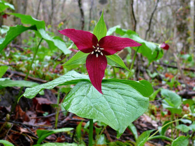 Trillium erectum