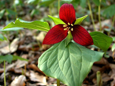 Trillium erectum