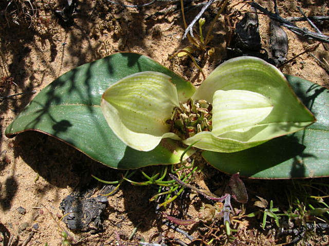 Androcymbium burchellii