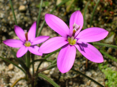 Romulea syringodeoflora