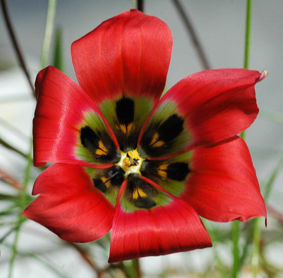 Romulea sabulosa