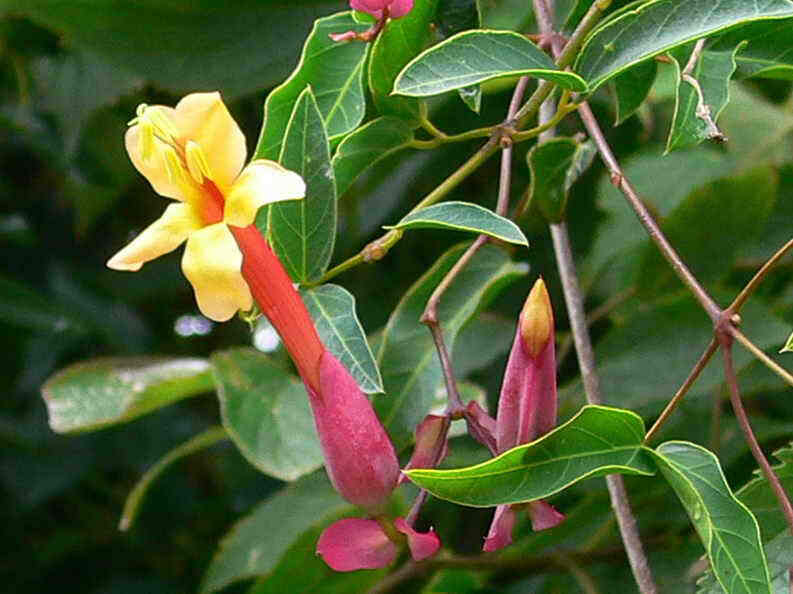紫葳科,鹰爪藤属