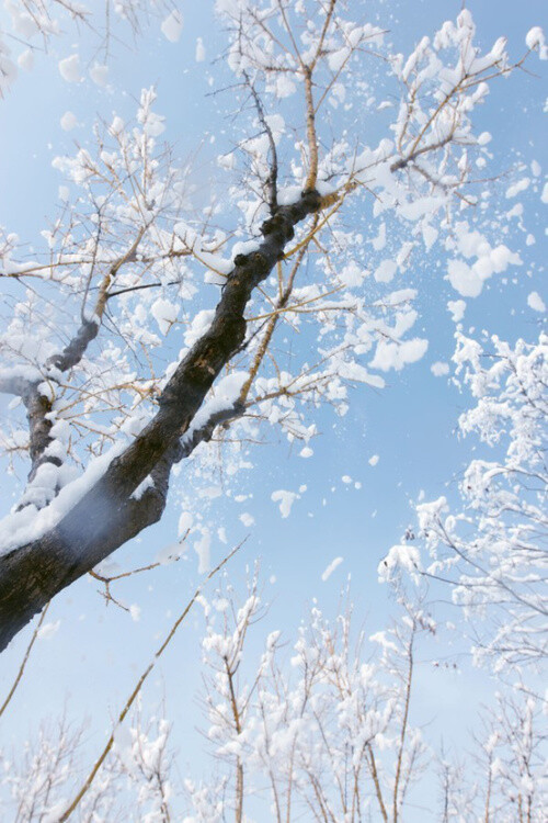 雪景