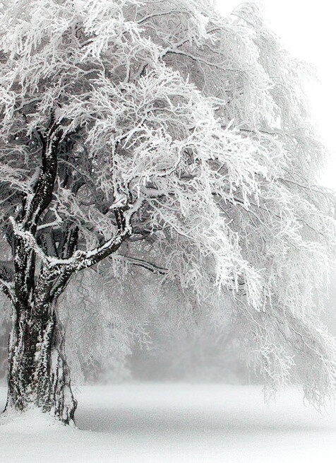 雪景