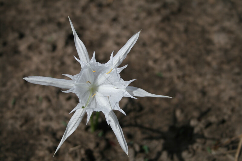 石蒜科，全能花属
Pancratium tenuifolium