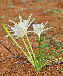 石蒜科，全能花属
Pancratium tenuifolium