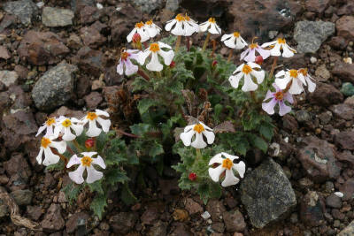 玄参科，红蕾花属
Zaluzianskya villosa