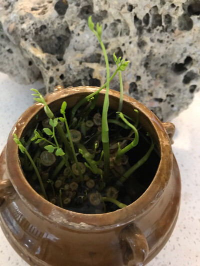 芹菜吃了根继续泡水里，等二茬