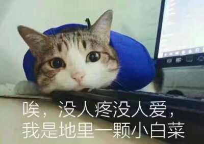 沙雕网友