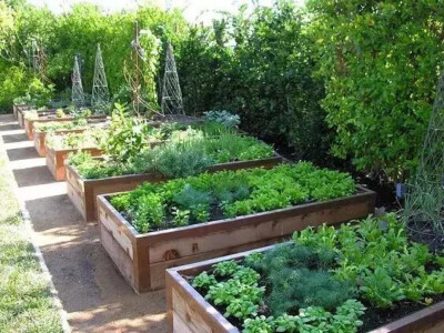有个院子种种菜
