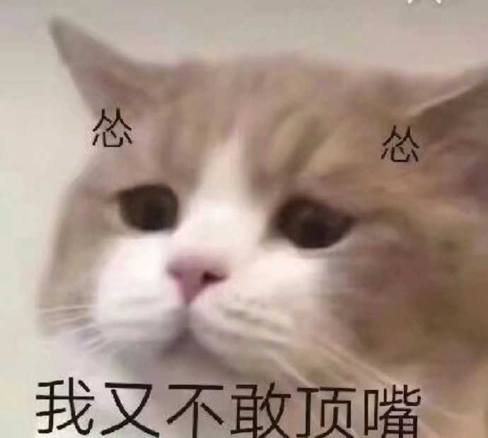 猫猫