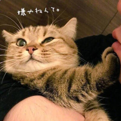 猫猫