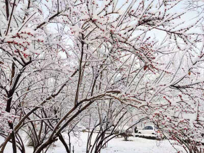 2019甜甜 雪