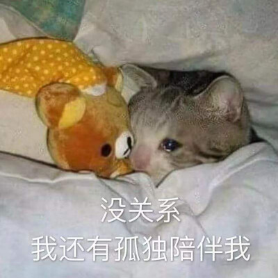 表情包
猫动图