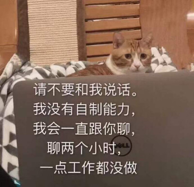 表情包
猫动图