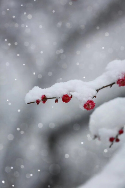 雪景